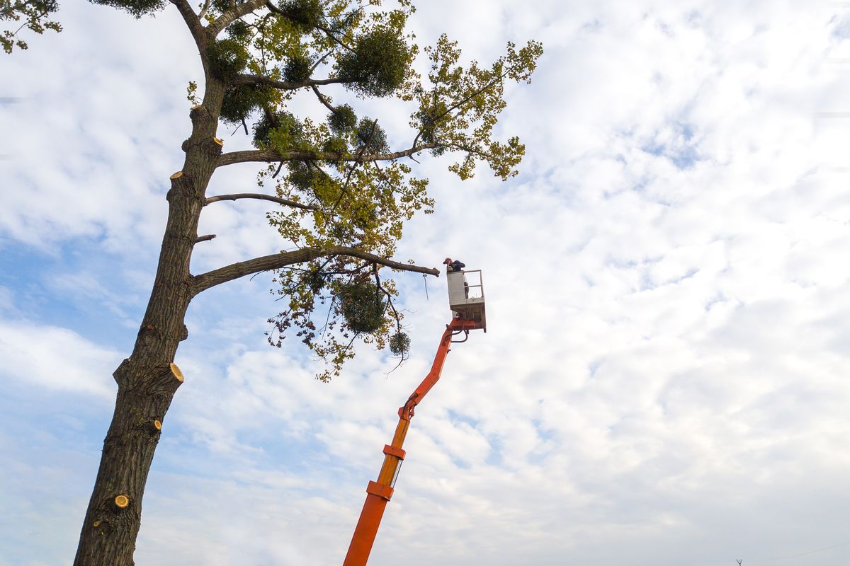 Is being an arborist a difficult job 